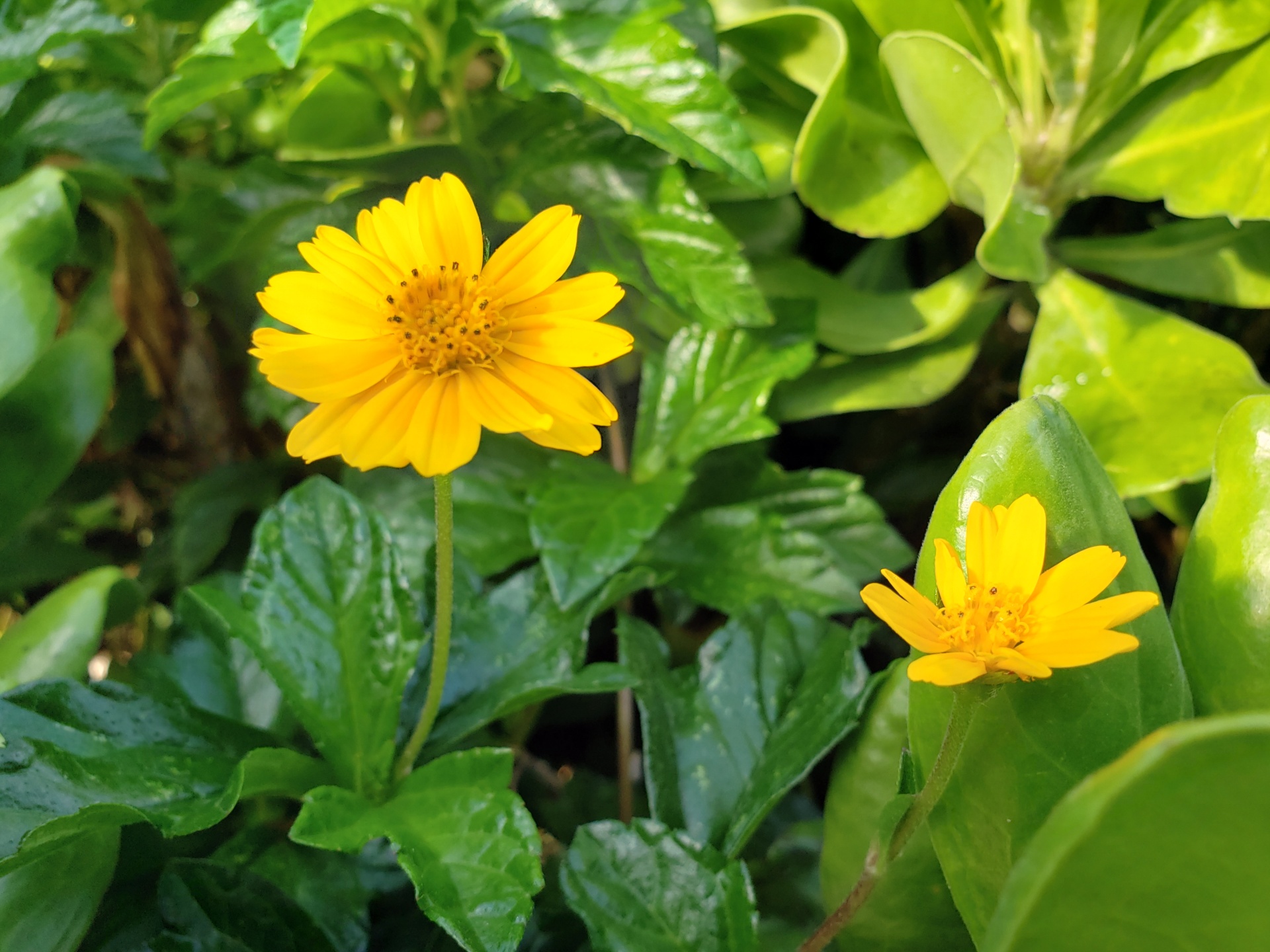 Yellow Coreopsis Bloom