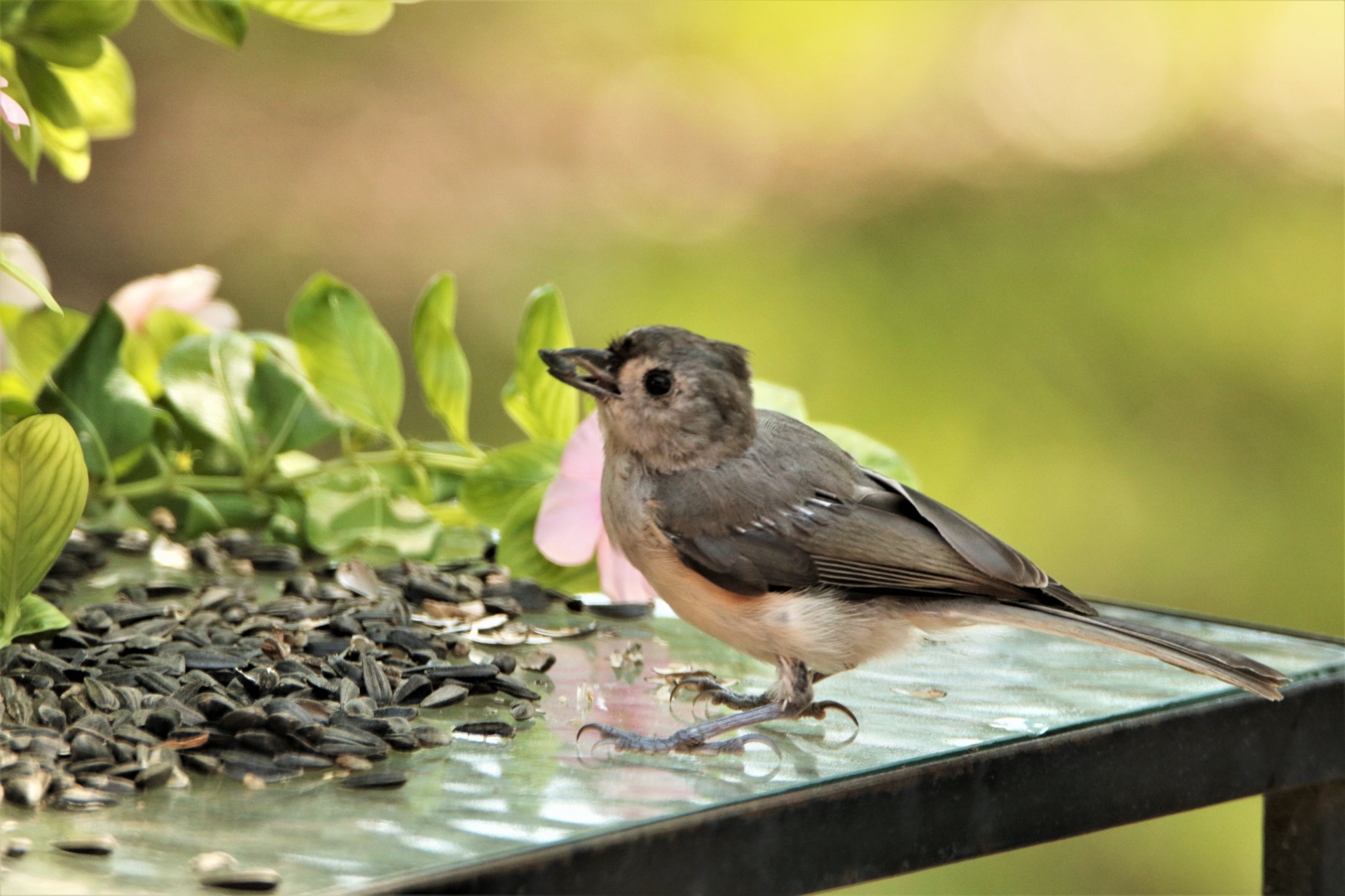 Close-up of a young tufted titmouse on an outdoor table, eating sunflower seeds.