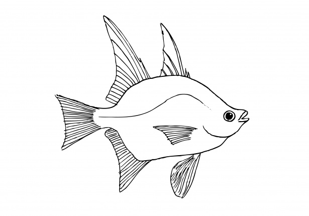 Fish Line Drawing Free Stock Photo - Public Domain Pictures