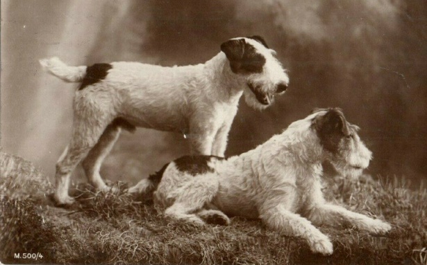 Fox-terrier-honden Gratis Stock Foto - Domain Pictures