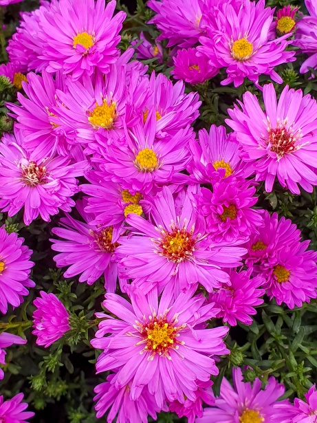 Pink Chrysanthemum Free Stock Photo - Public Domain Pictures