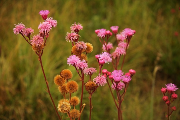 草原のピンクのポンポンの花 無料画像 Public Domain Pictures