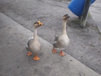 2 Dating Geese