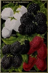 4 Great Blackberries