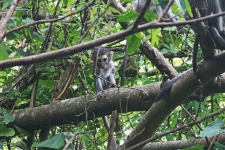 A Baby Vervet Monkey In A Tree
