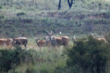 A Group Of Eland Antelope & Scrub