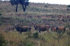 A Group Of Eland Antelope On A Hill