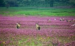 A Herd Of Eland With Pink Flowers