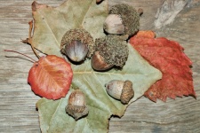Acorns On Autumn Leaves