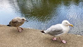 Adult And Baby Seagull
