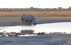 Adult Rhino Drinking Water