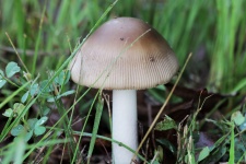 Amanita Grisette Mushroom Close-up
