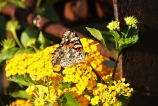 American Lady Butterfly On Lantana