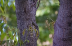 Annas Hummingbird On Tree