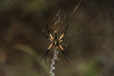Argiope Spider In Web Close-up