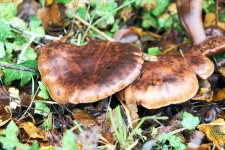 Autumn, Wild Mushrooms