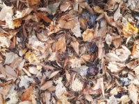 Autumn Dry Leaves