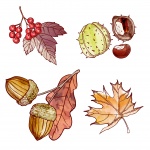 Autumn Leaves, Berries Watercolor
