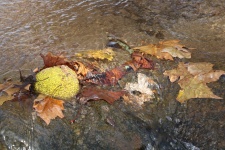 Autumn Leaves In Stream