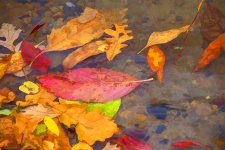 Autumn Leaves In Water