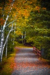 Autumn Path In Woods