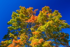 Autumn Tree Crown