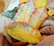 Autumnal Leaves Background