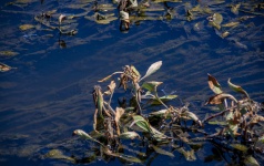 Azure Damselfly In Wetlands