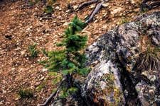 Baby Pine Tree