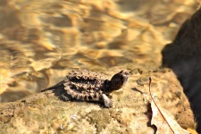 Baby Snapping Turtle On Rock