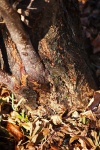Base Of Pecan Nut Tree & Dry Leaves