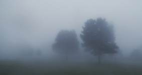 Trees Fog Landscape Sad