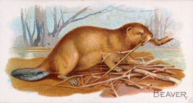 Beaver Cenus Gastor 1890