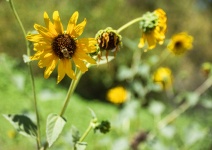 Bee On Sunflowers