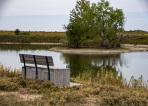Bench At The Wetlands