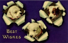 Best Wishes Dog Puppies