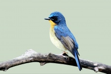 Bird Blue Watercolor Painting
