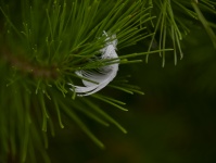 Bird Feather In A Pine