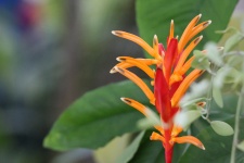 Bird Of Paradise Orange Flower