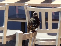 Bird On A Chair