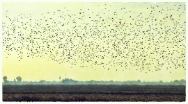 Birds Flying Over Wetlands