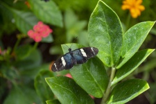 Black And White Mormon Butterfly