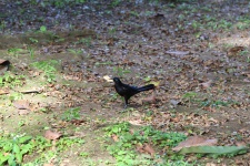 Black Bird Cracker
