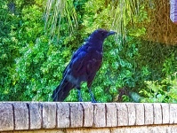 Black Crow Perched Artistic