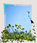 Blackbird In Sunflowers
