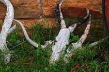 Bleached Skulls & Horns Of Antelope