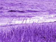 Seaside In Purple