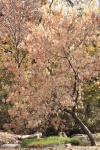 Box Elder Maple Tree In Fall