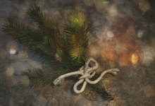 Branch, Pine, Christmas, Nature