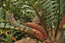 Bread Palm Plant Close-up
